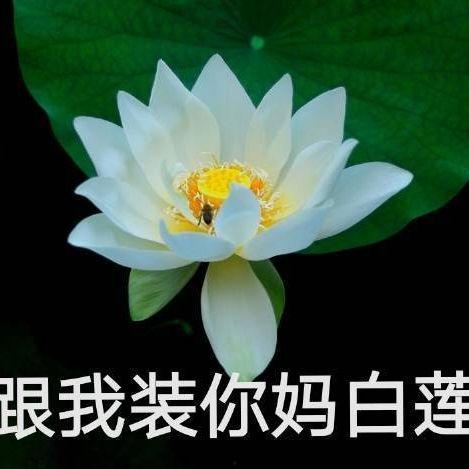 忘川网红吃瓜,揭秘网络红人的幕后故事